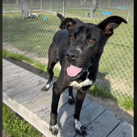 MAGGIE — thumbnail 2