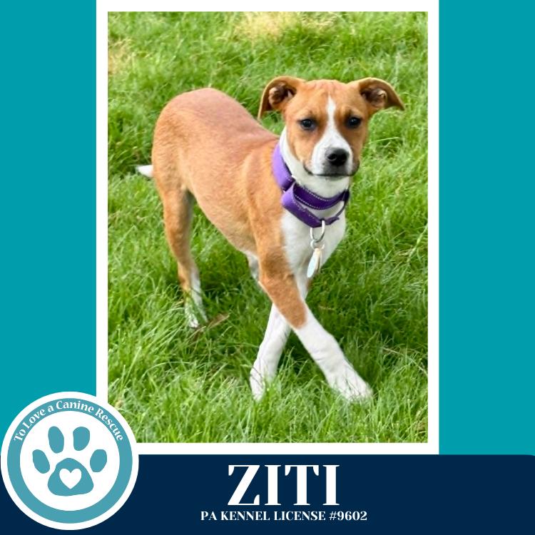 Ziti (Pasta Pups) 042526, a Adoptable mixed breed in Kimberton, PA image 1/4