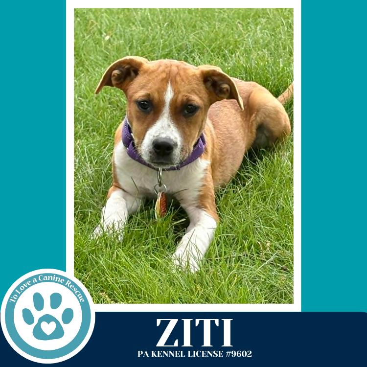 Ziti (Pasta Pups) 042526, a Adoptable mixed breed in Kimberton, PA image 2/4