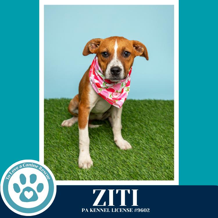 Ziti (Pasta Pups) 042526, a Adoptable mixed breed in Kimberton, PA image 3/4
