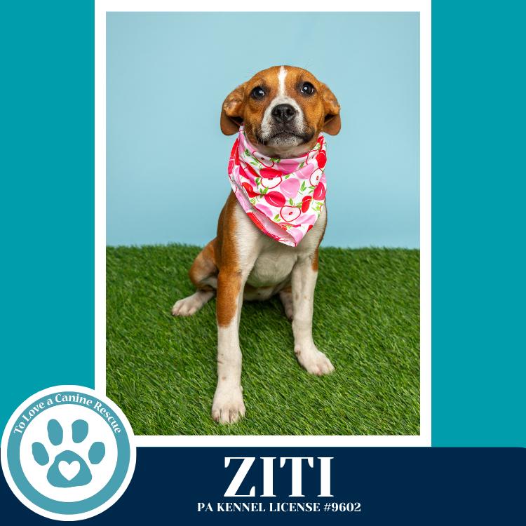 Ziti (Pasta Pups) 042526, a Adoptable mixed breed in Kimberton, PA image 4/4