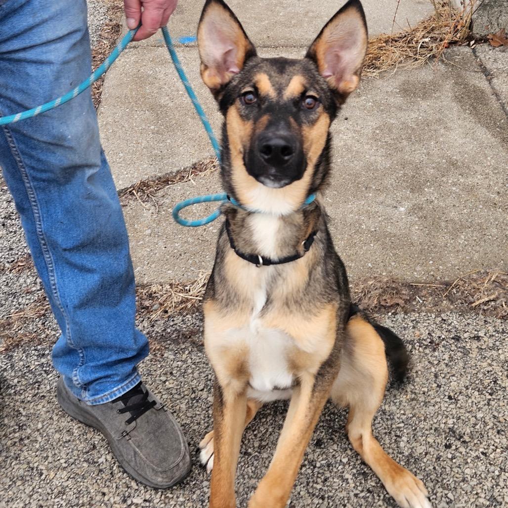 Koda, ADOPTABLE, Young Male Shepherd.