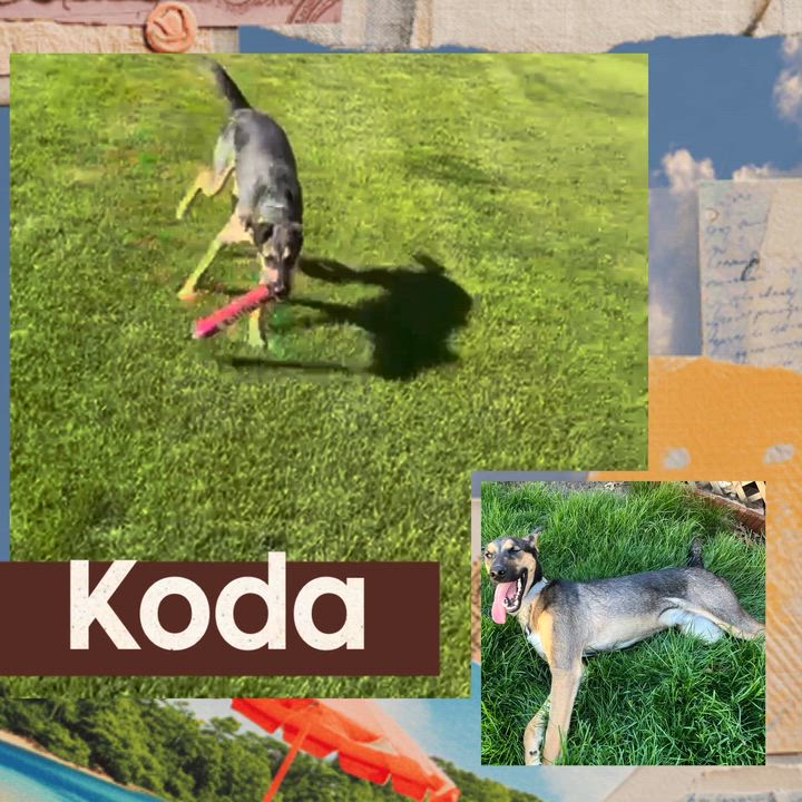 Enlarge Koda, a ADOPTABLE mixed breed in Homewood, IL video 1/2