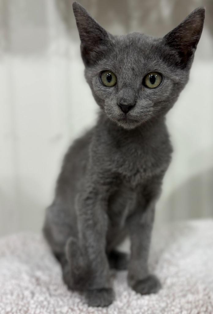 Enlarge Cashmere, a Adoptable mixed breed in Corpus Christi, TX image 1/3