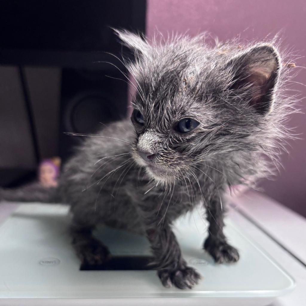 Enlarge Cashmere, a Adoptable mixed breed in Corpus Christi, TX image 2/3