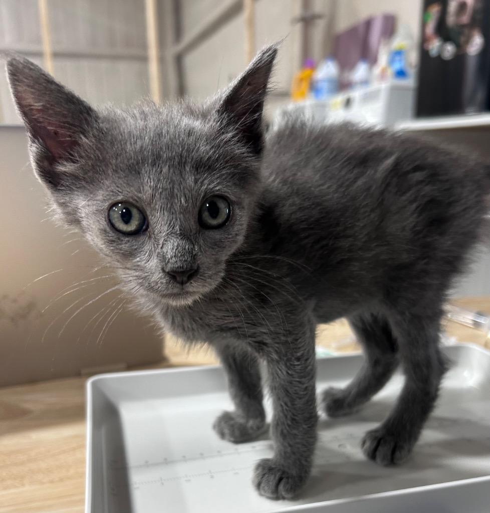 Enlarge Cashmere, a Adoptable mixed breed in Corpus Christi, TX image 3/3