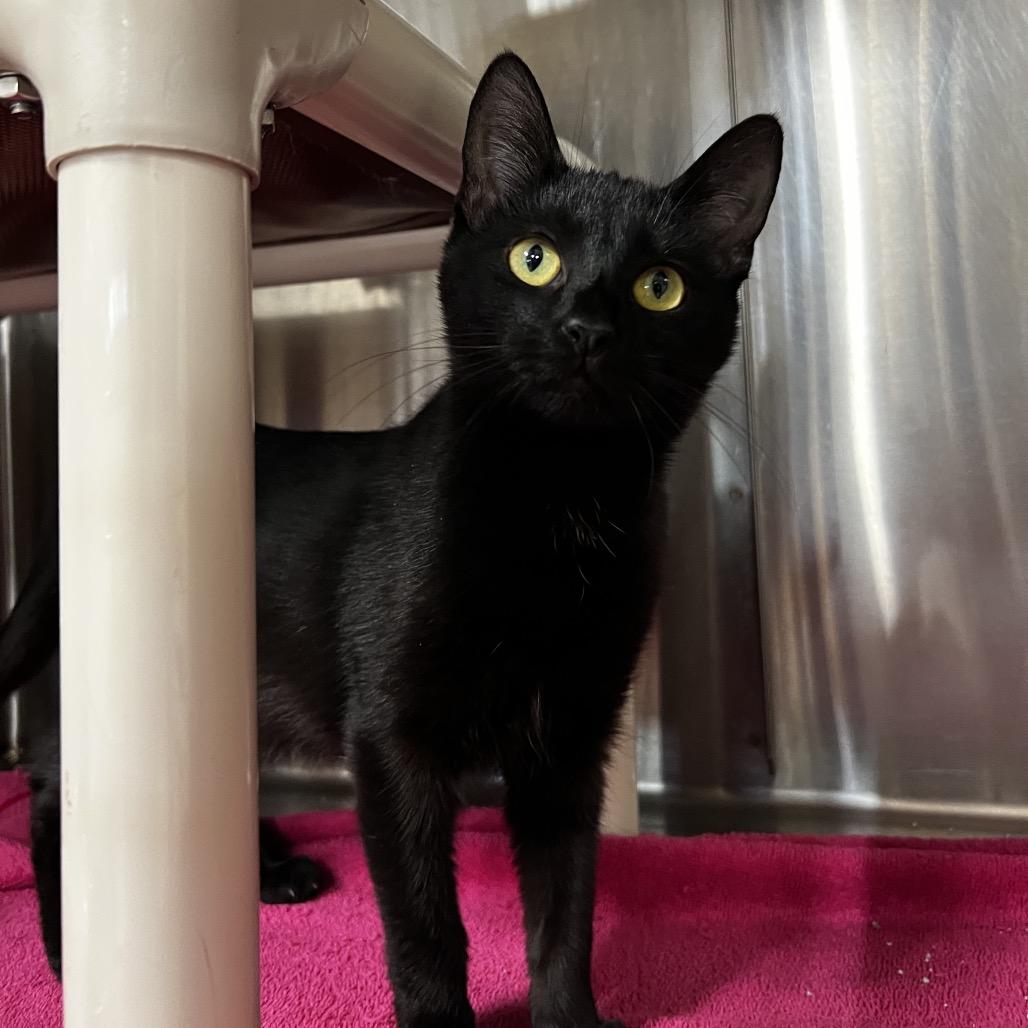 Enlarge Butch, a Adoptable Domestic Short Hair in Harrisville, WV image 1/2