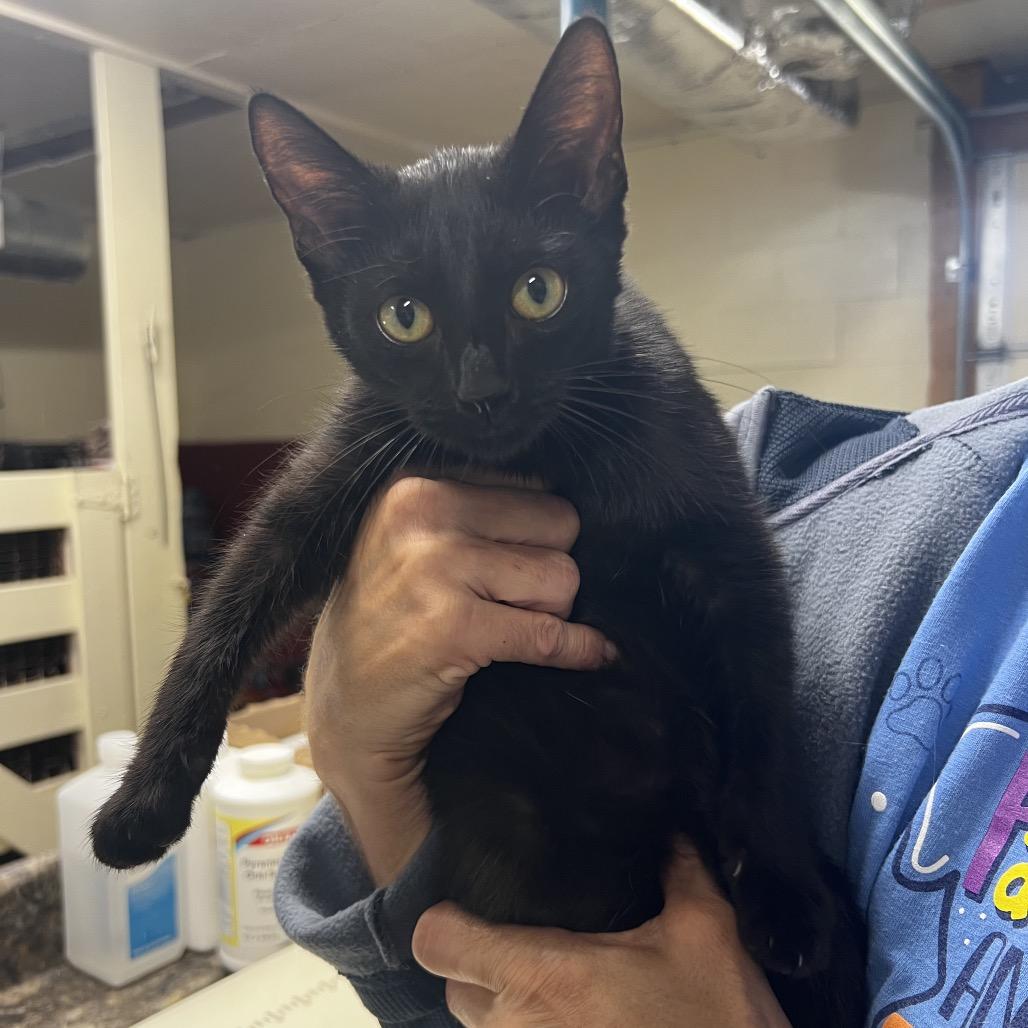 Enlarge Butch, a Adoptable Domestic Short Hair in Harrisville, WV image 2/2