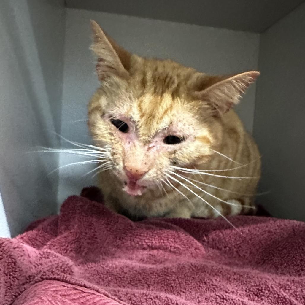 Mango, Adoptable, Young Female Domestic Short Hair.