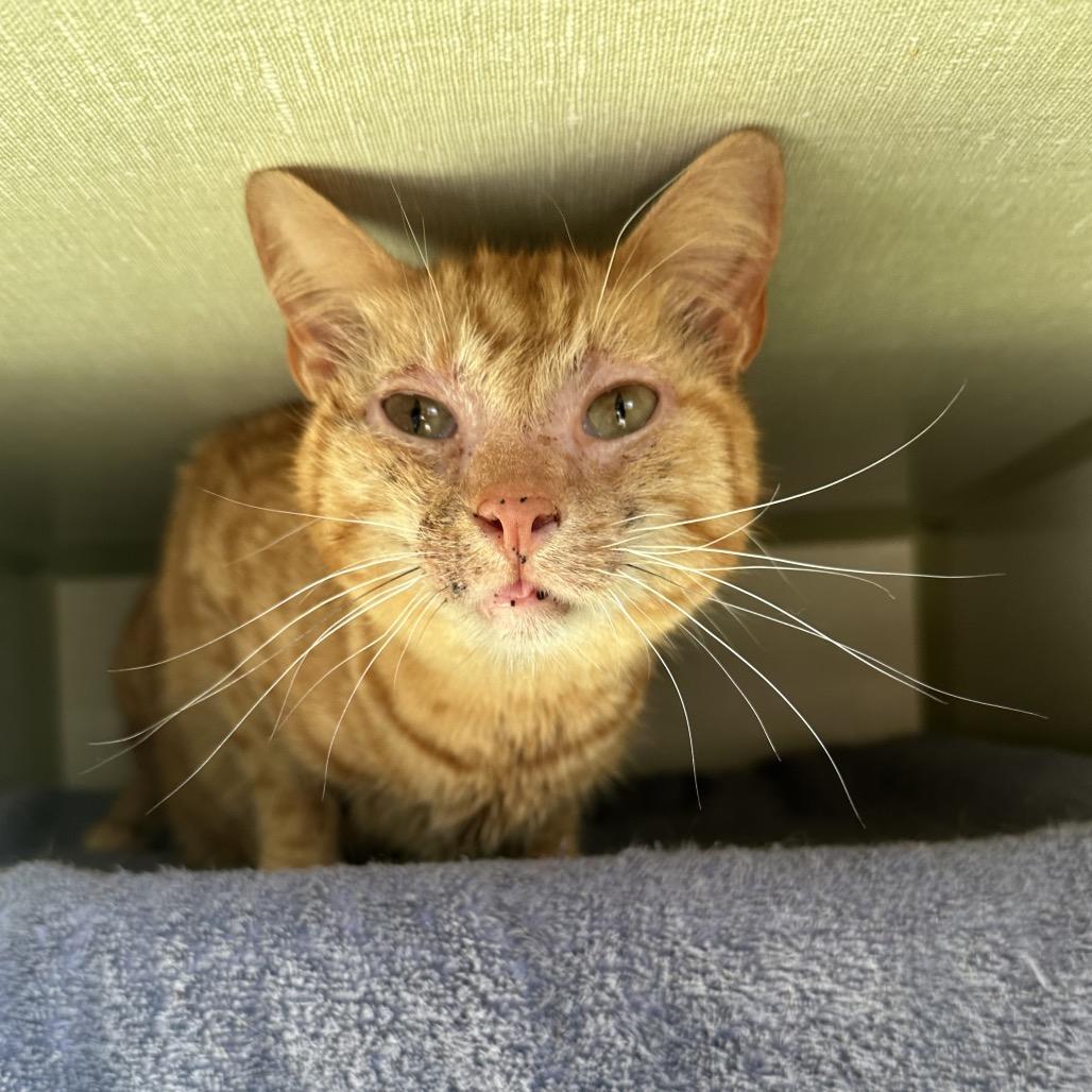 Mango, a Adoptable Domestic Short Hair in Morganton, NC image 2/4