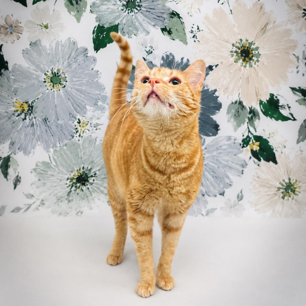 Enlarge Mango, a Adoptable Domestic Short Hair in Morganton, NC image 3/6