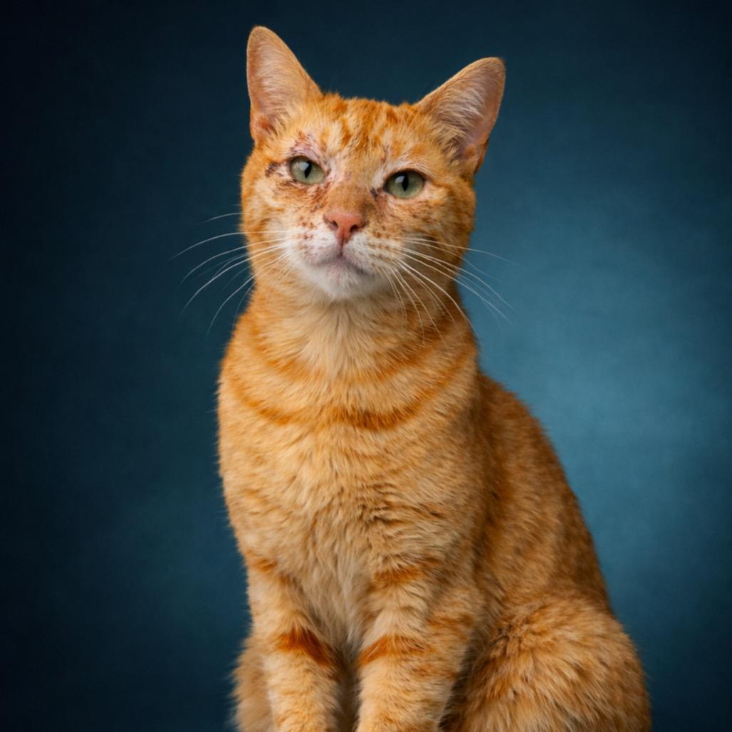 Mango, a Adoptable Domestic Short Hair in Morganton, NC image 3/4