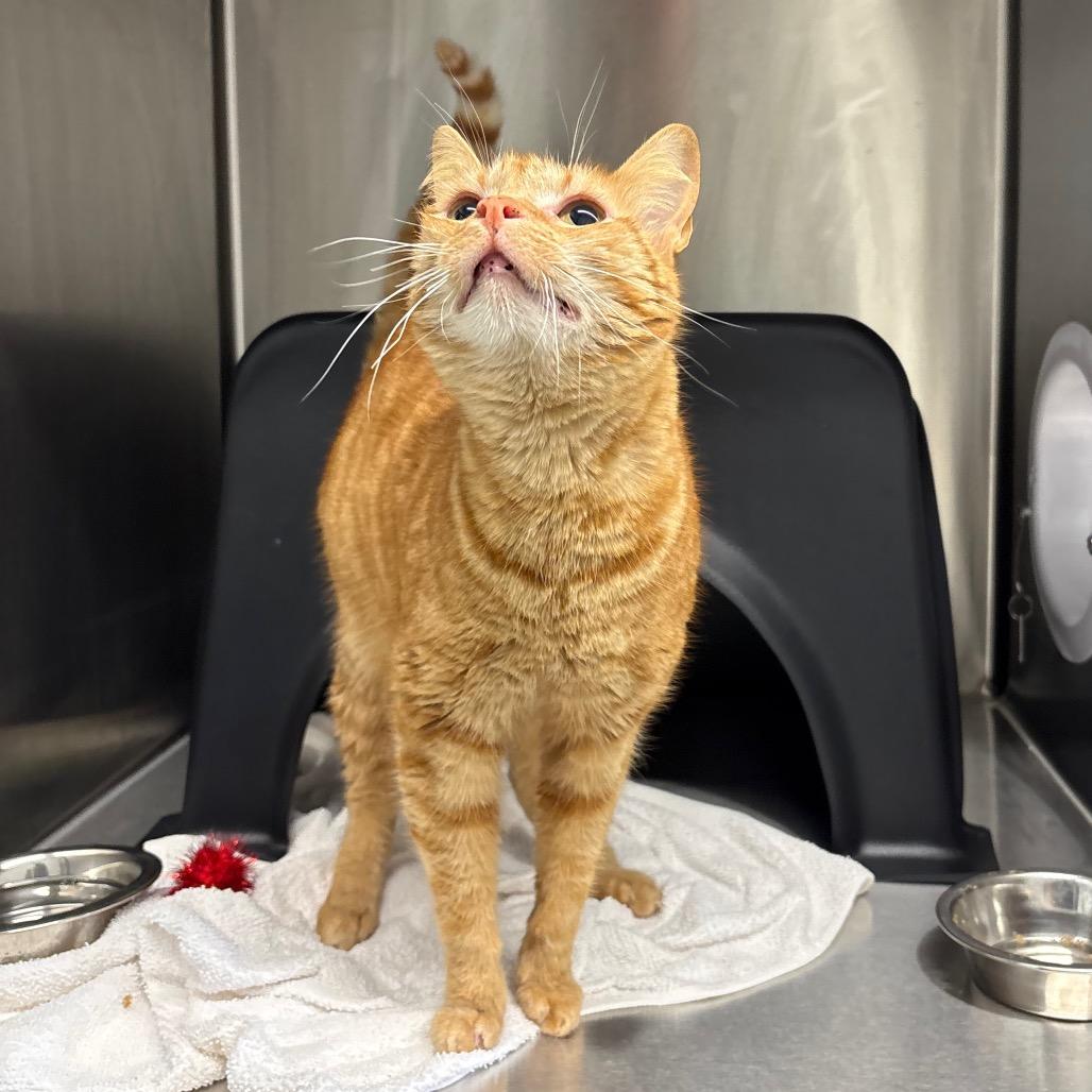 Enlarge Mango, a Adoptable Domestic Short Hair in Morganton, NC image 6/6