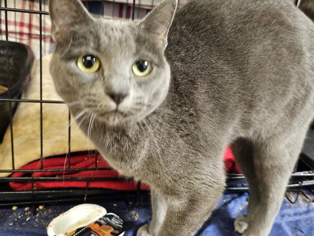 Taco, Adoptable, Adult Female Domestic Short Hair.