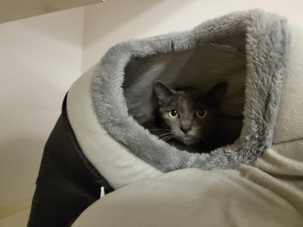 Taco, a Adoptable Domestic Short Hair in Bossier City, LA image 2/2