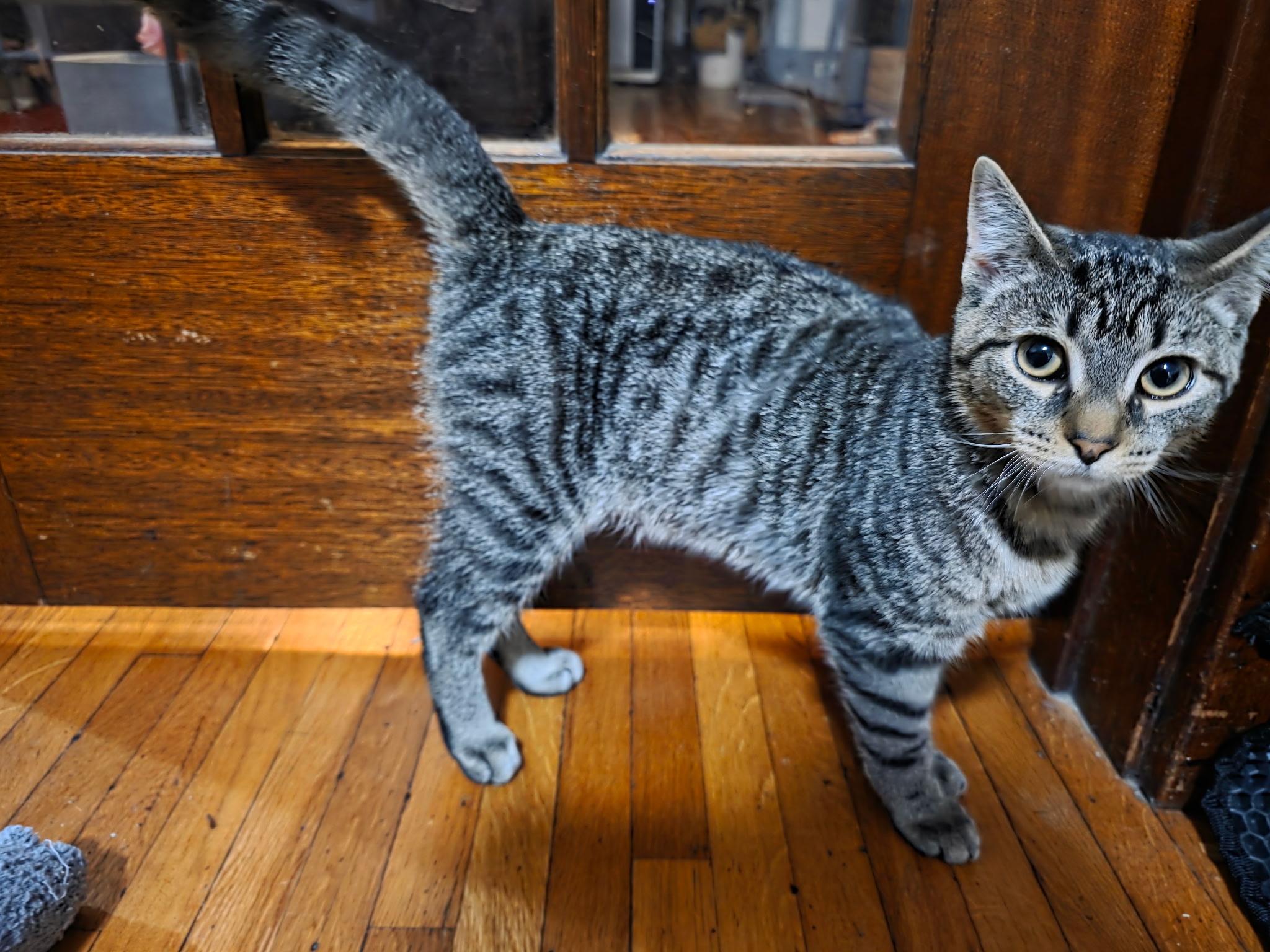 Oaky, a Adoptable American Shorthair in Elmira, NY image 1/2