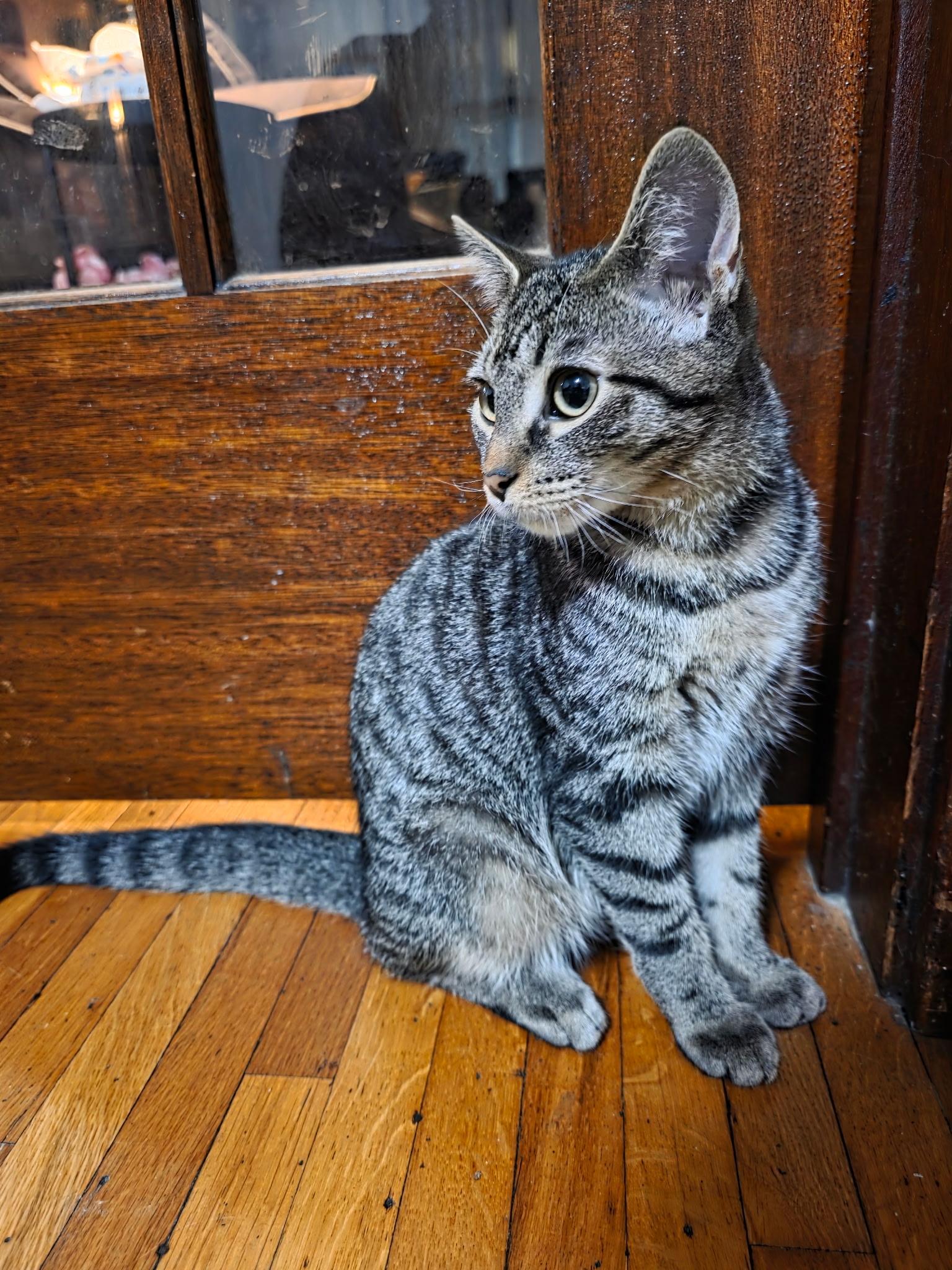 Oaky, a Adoptable American Shorthair in Elmira, NY image 2/2