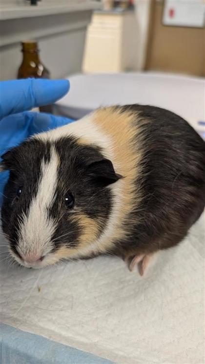 Enlarge Amelia Earpig, a Adoptable Guinea Pig in Largo, FL image 1/1
