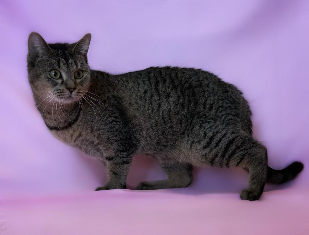 Enlarge Veronica, an adopted Domestic Short Hair in Columbus, NE image 1/1