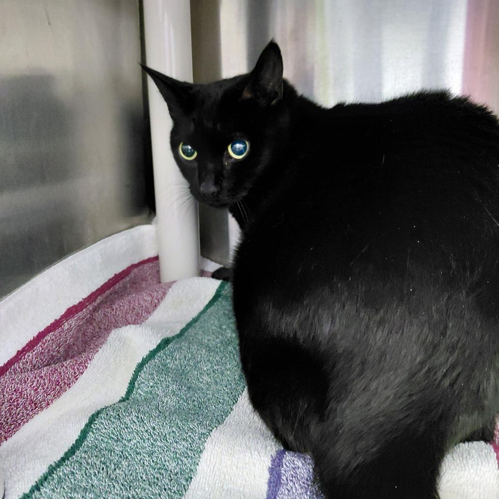 Ivy, Adoptable, Senior Female Domestic Short Hair.