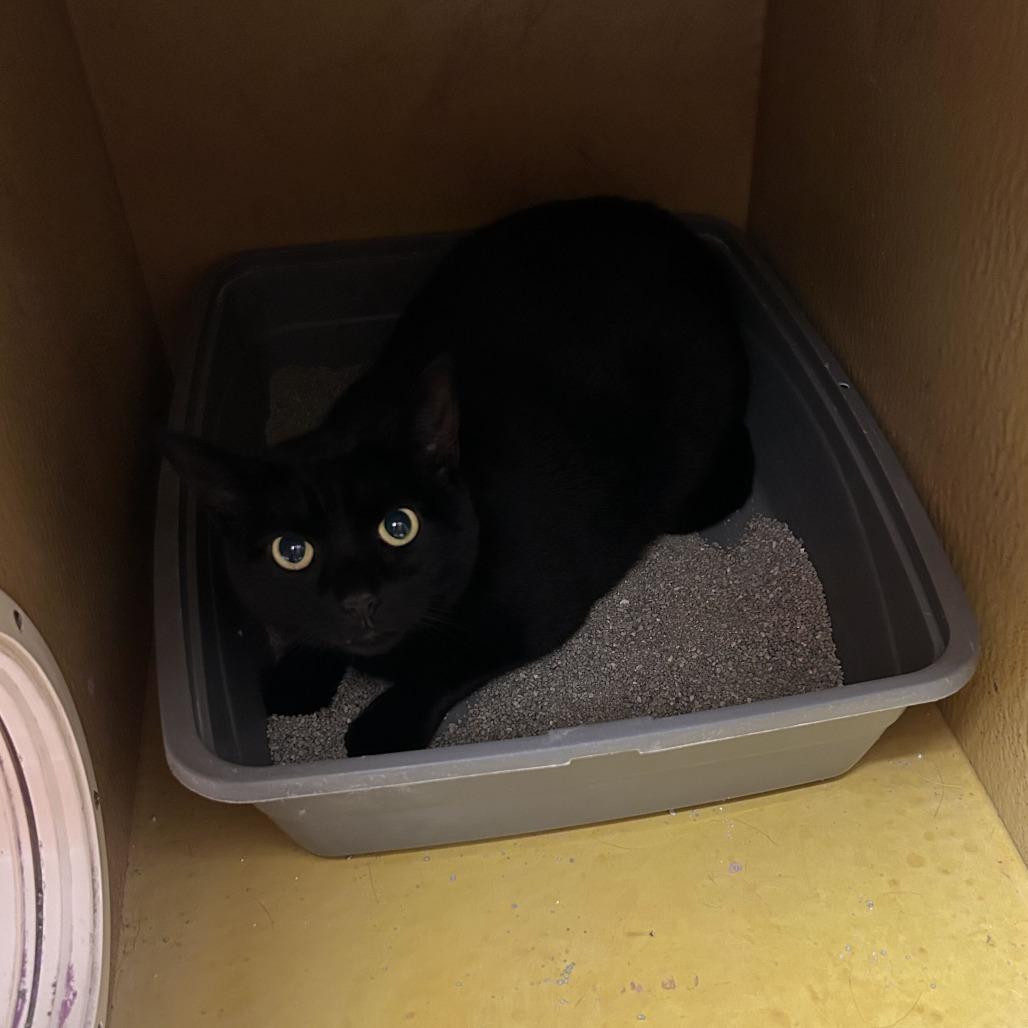 Enlarge Ivy, a Adoptable Domestic Short Hair in Philadelphia, PA image 2/3