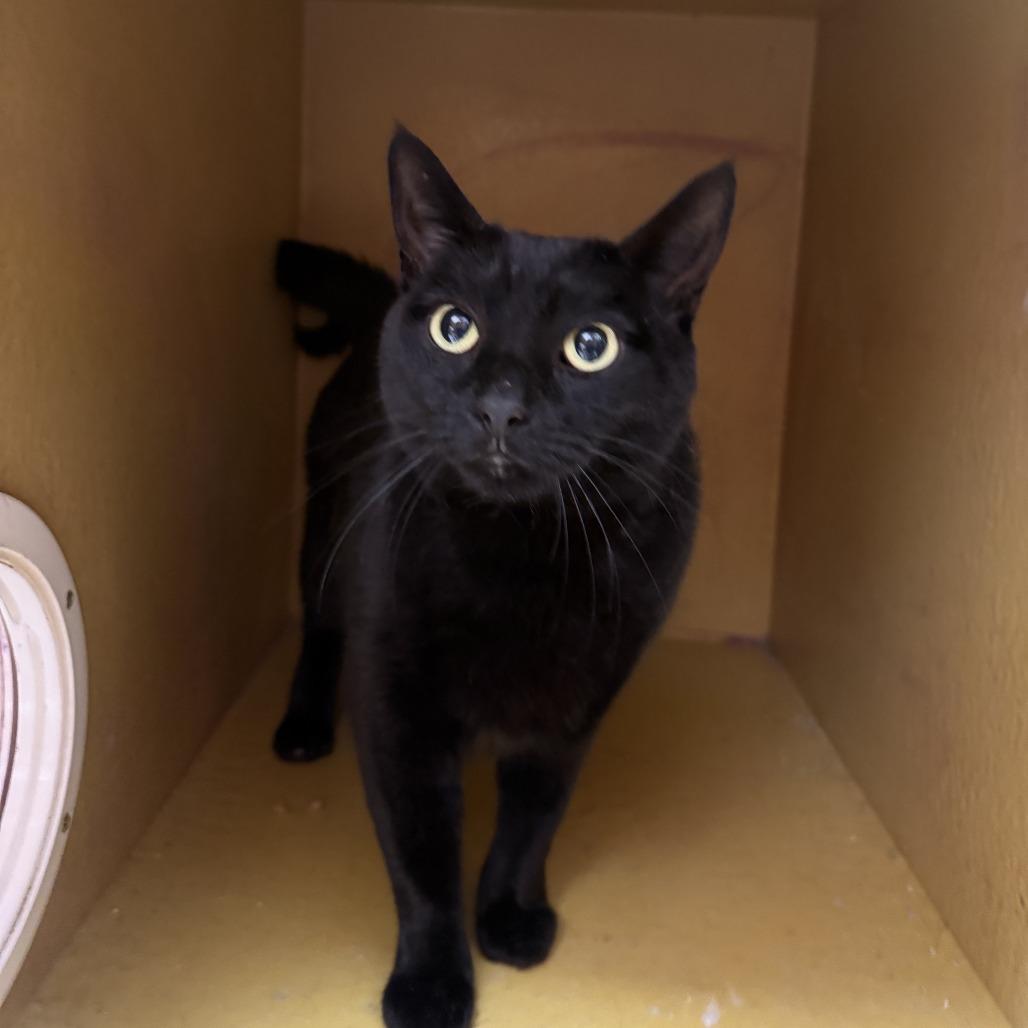 Enlarge Ivy, a Adoptable Domestic Short Hair in Philadelphia, PA image 3/3