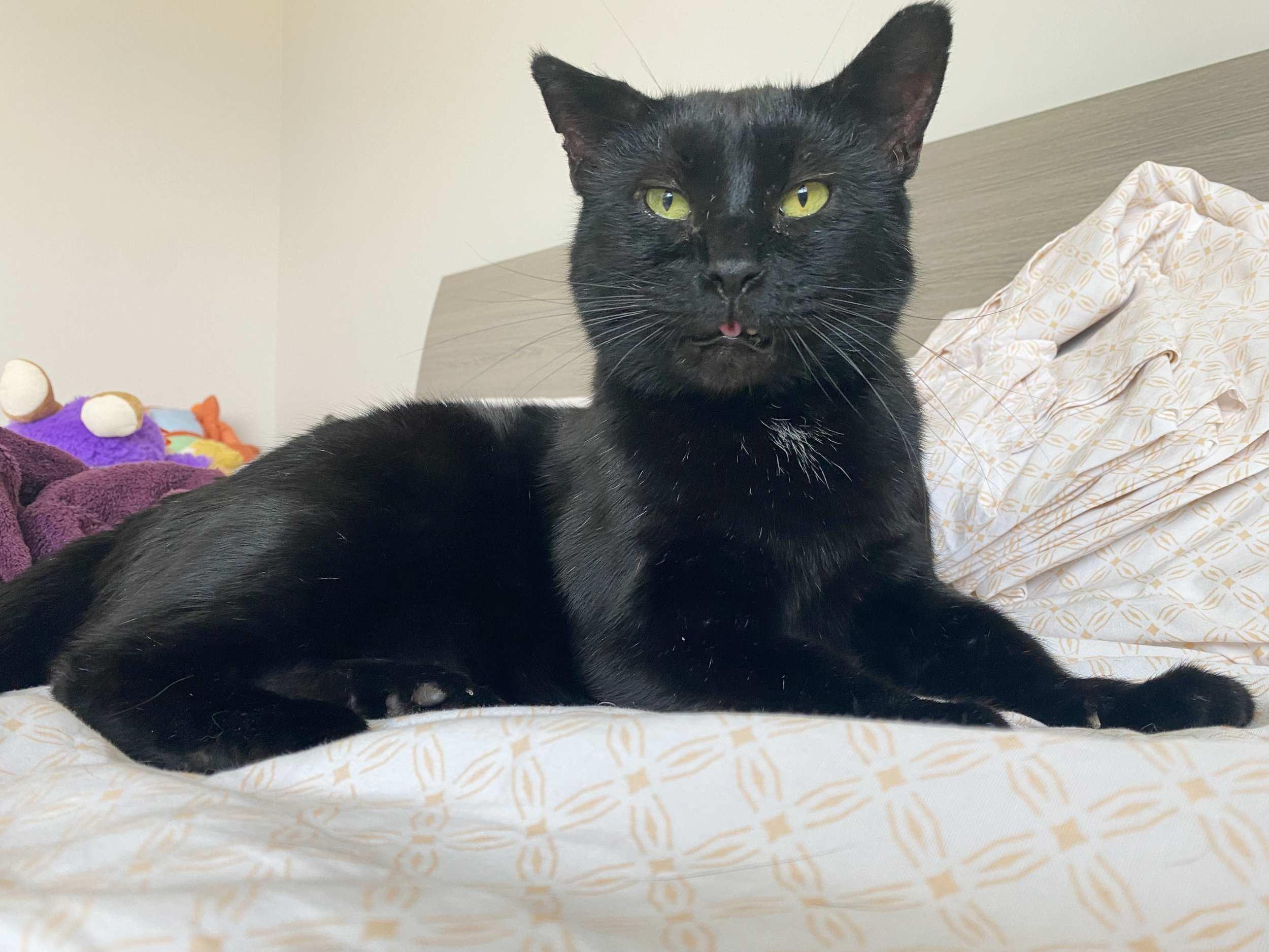 Jonas, an adoptable Domestic Short Hair in Calgary, AB, T2E 3Z7 | Photo Image 1
