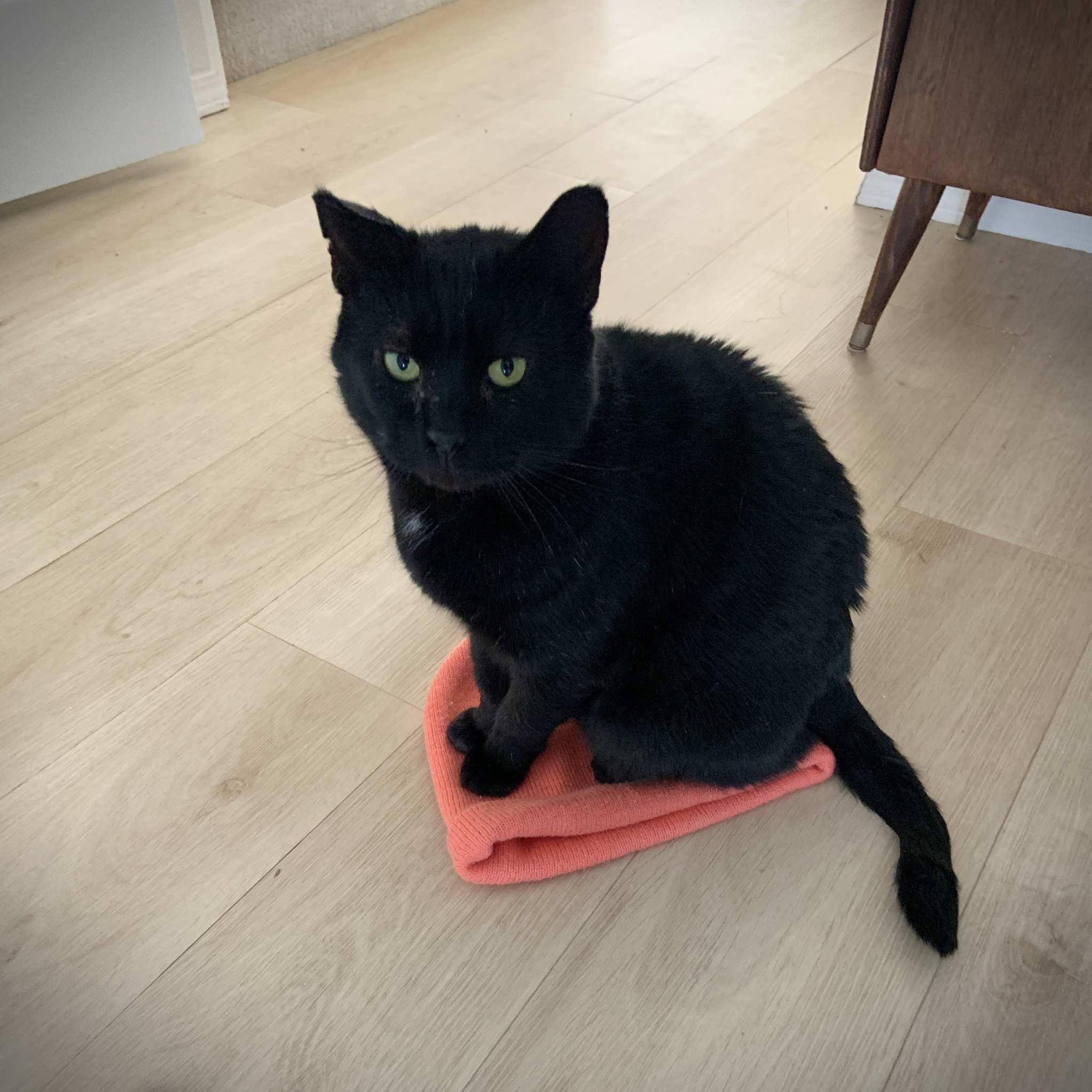 Jonas, an adoptable Domestic Short Hair in Calgary, AB, T2E 3Z7 | Photo Image 2