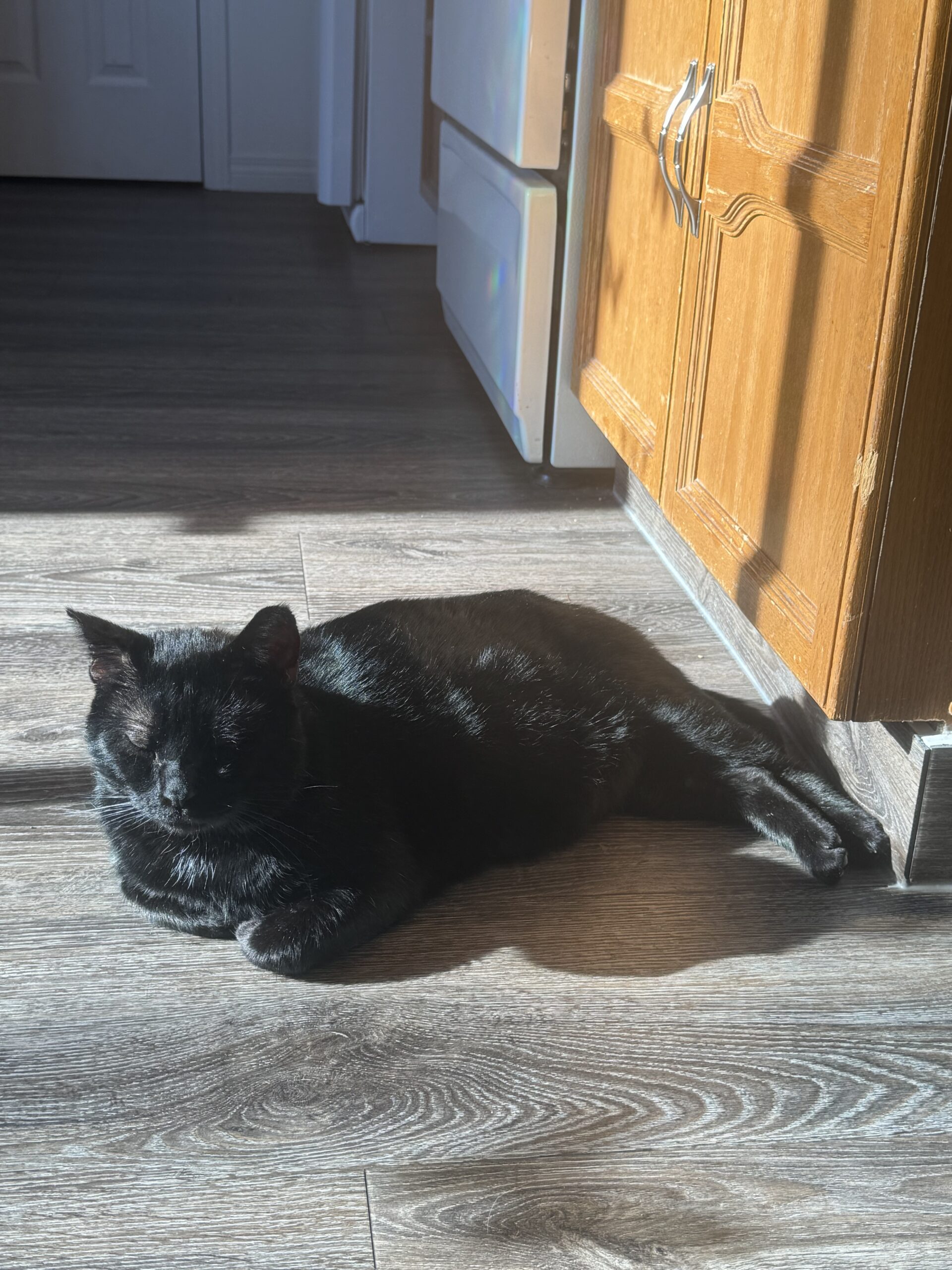 Jonas, an adoptable Domestic Short Hair in Calgary, AB, T2E 3Z7 | Photo Image 4