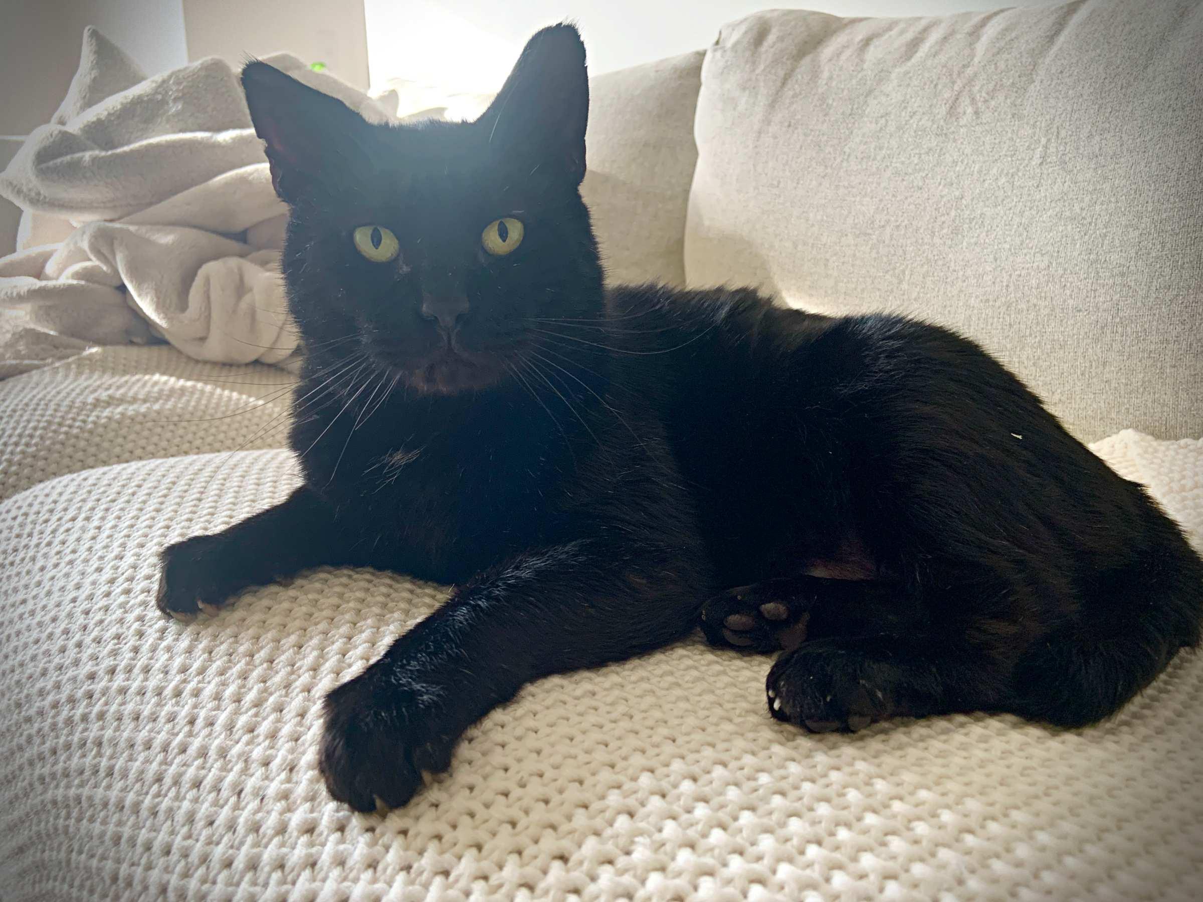 Jonas, an adoptable Domestic Short Hair in Calgary, AB, T2E 3Z7 | Photo Image 3
