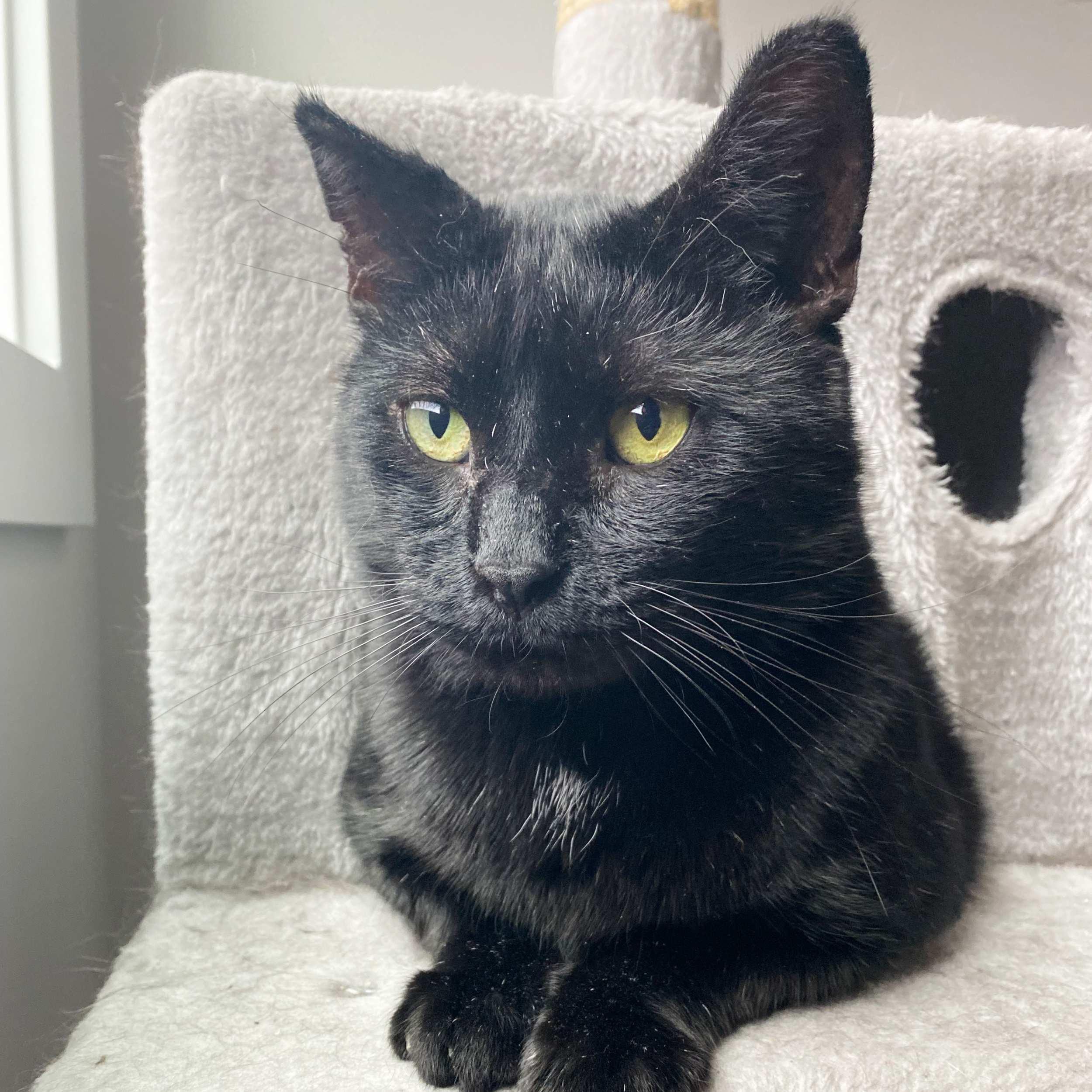 Jonas, an adoptable Domestic Short Hair in Calgary, AB, T2E 3Z7 | Photo Image 5