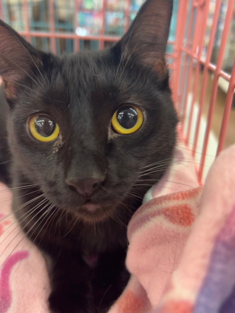 Biscuit , an adoptable Domestic Short Hair in Berkeley, CA image 2/3