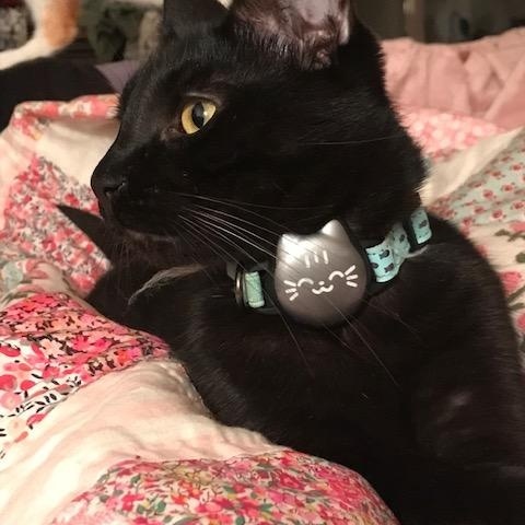 Biscuit , an adoptable Domestic Short Hair in Berkeley, CA image 1/3