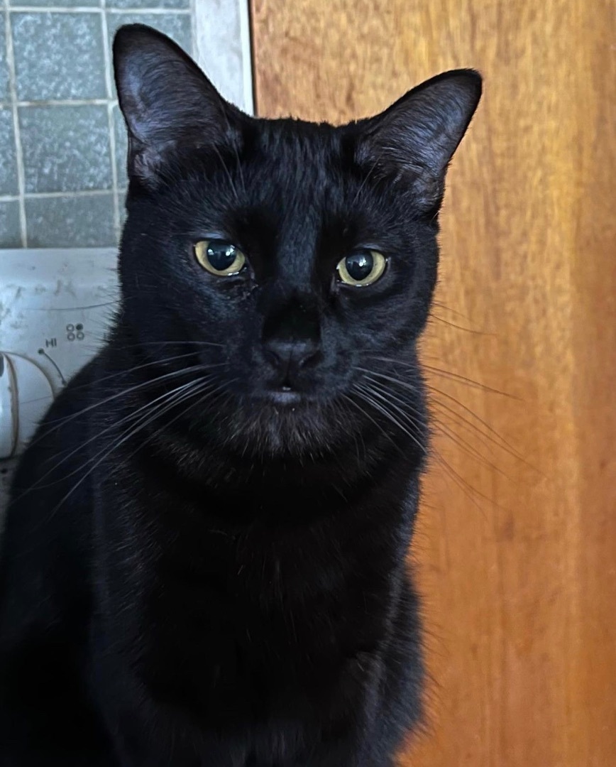 Biscuit , an adoptable Domestic Short Hair in Berkeley, CA image 3/3