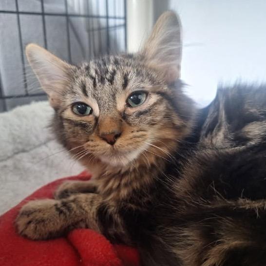 Stackhouse, a Adoptable Domestic Long Hair in Albert Lea, MN image 1/5