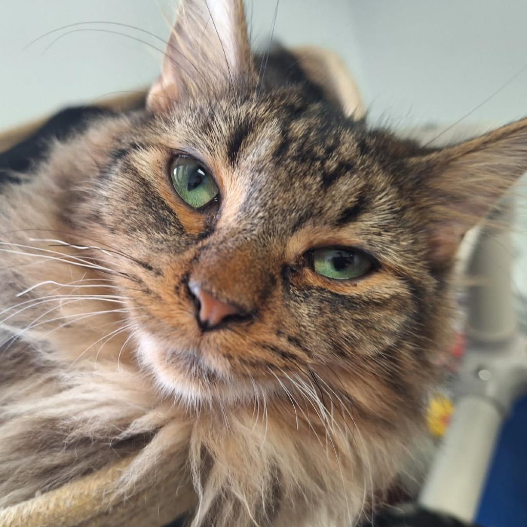 Stackhouse, a Adoptable Domestic Long Hair in Albert Lea, MN image 2/5