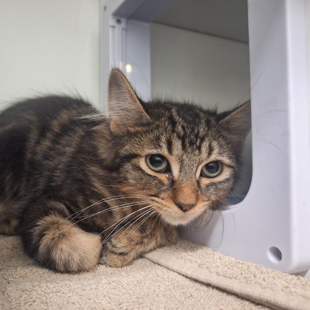 Stackhouse, a Adoptable Domestic Long Hair in Albert Lea, MN image 3/5