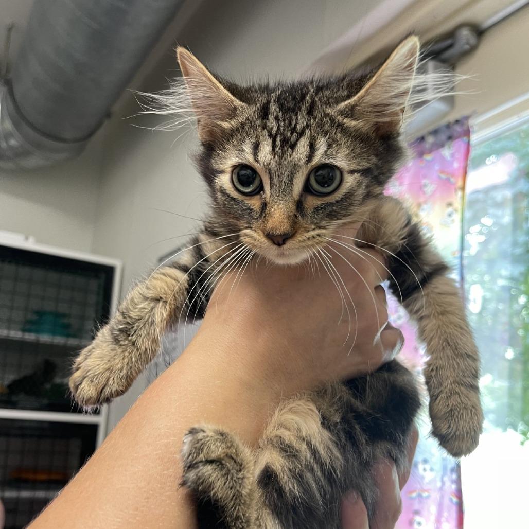 Stackhouse, a Adoptable Domestic Long Hair in Albert Lea, MN image 5/5