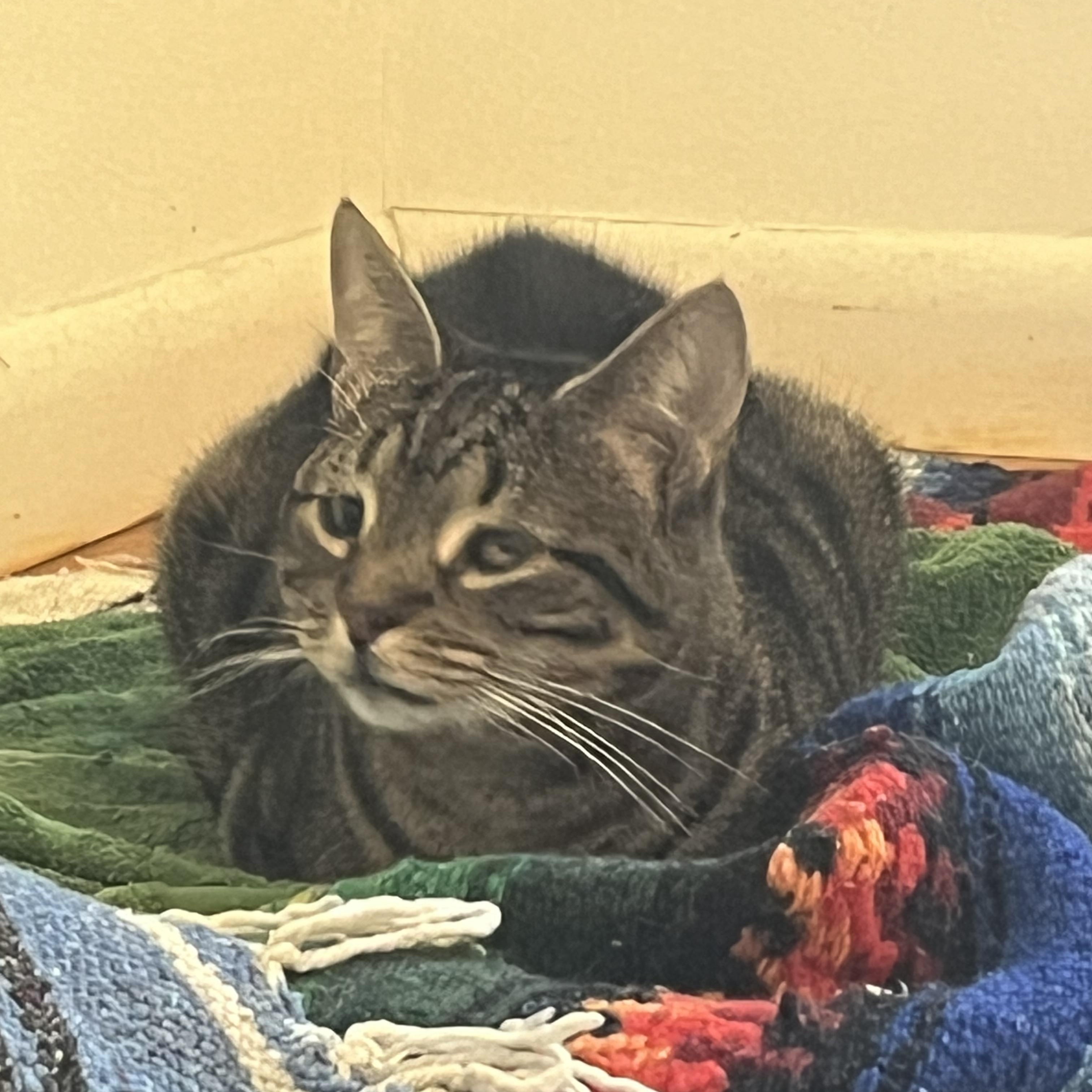 Cat Power, the affectionate diva for those who appreciate grrl cat energy, Adoptable, Senior Female Domestic Short Hair.