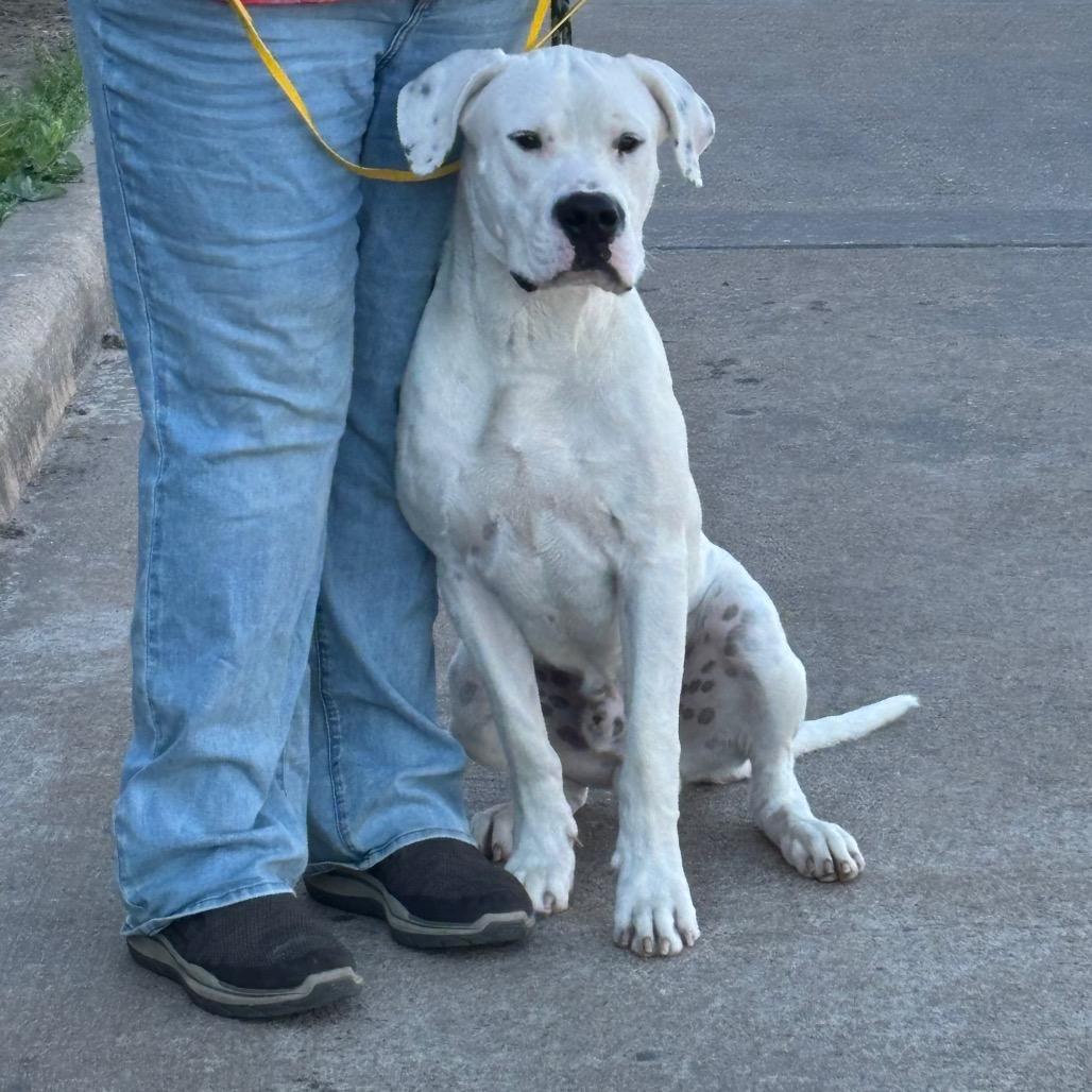 Goliath — thumbnail 2