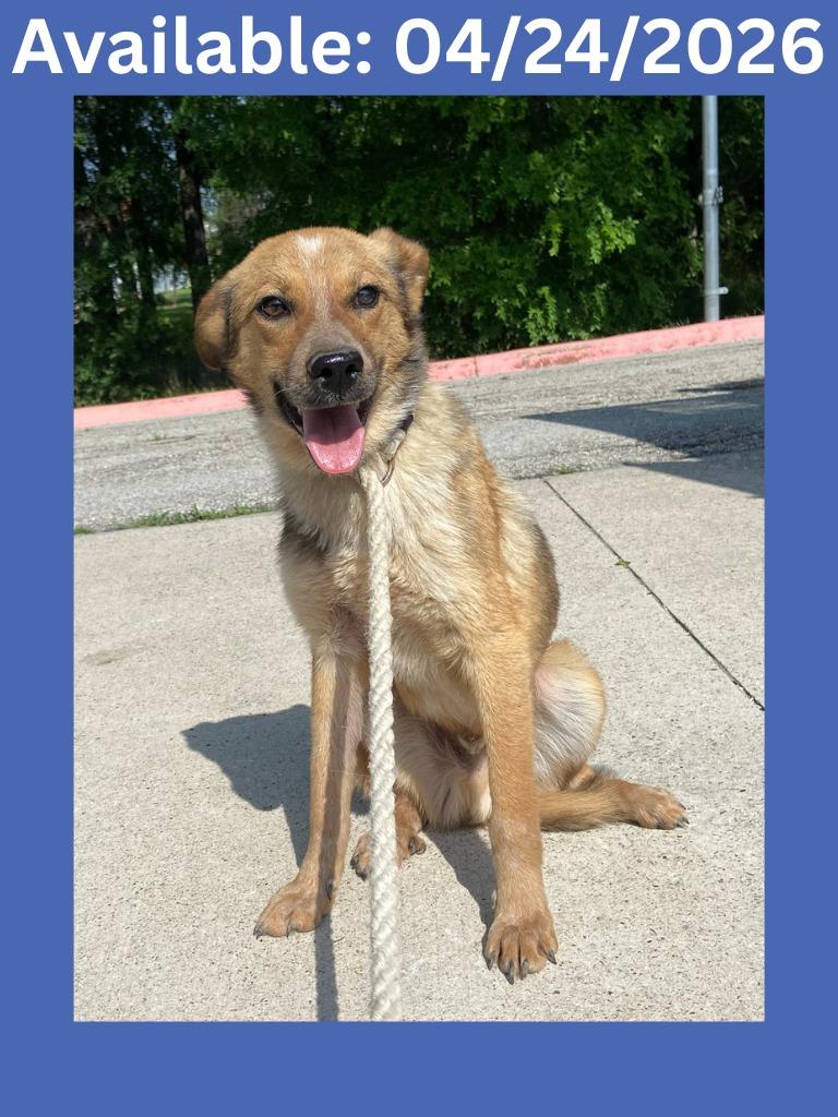 Enlarge Dog Kennel #7, a Adoptable mixed breed in Greenville, TX image 1/1
