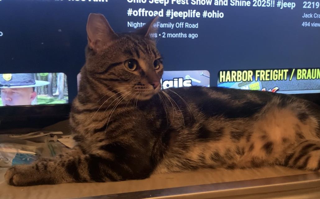 Enlarge Baxter, a Adoptable mixed breed in Morganton, NC image 4/6