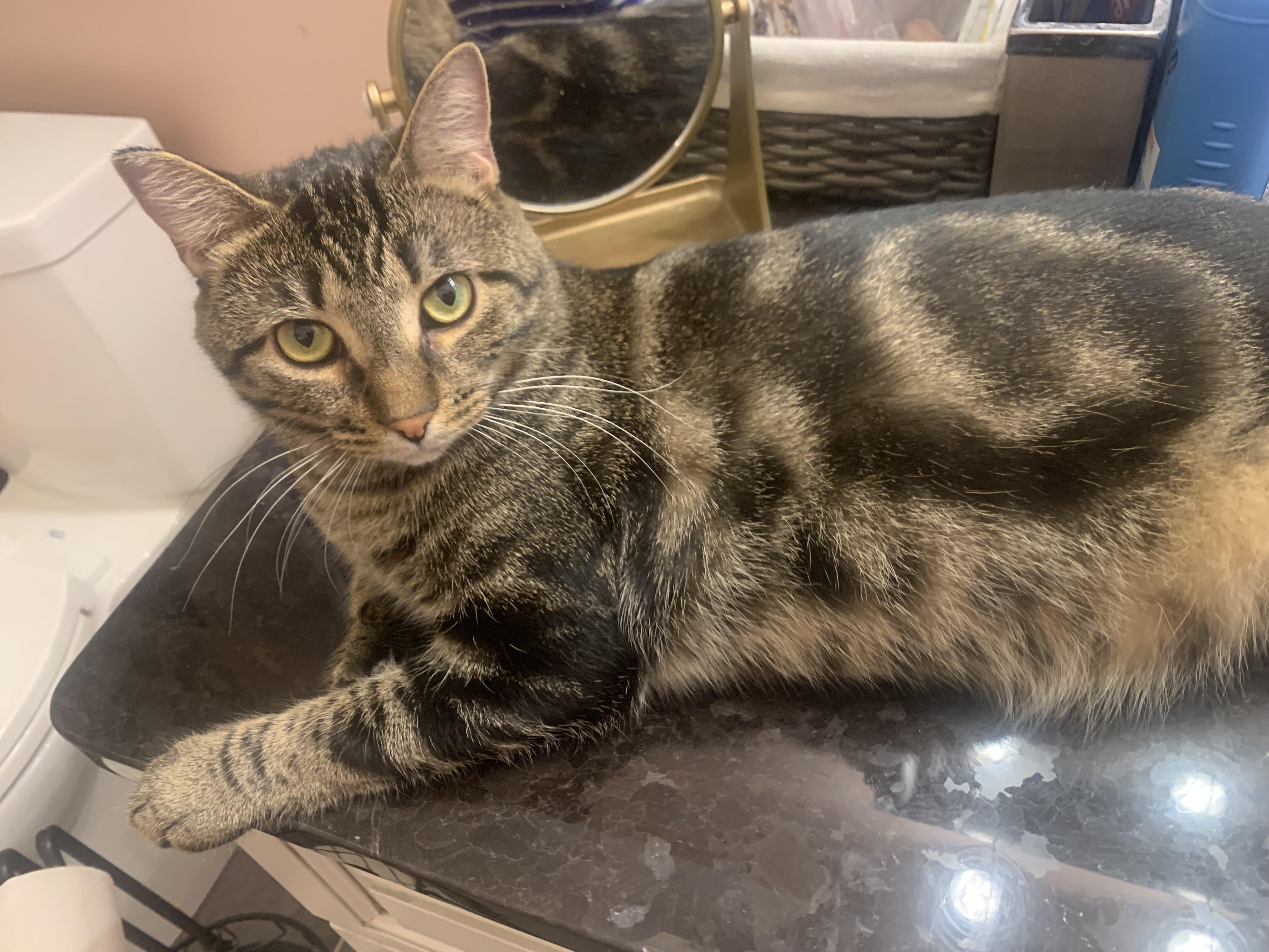 Enlarge Baxter, a Adoptable mixed breed in Morganton, NC image 6/6