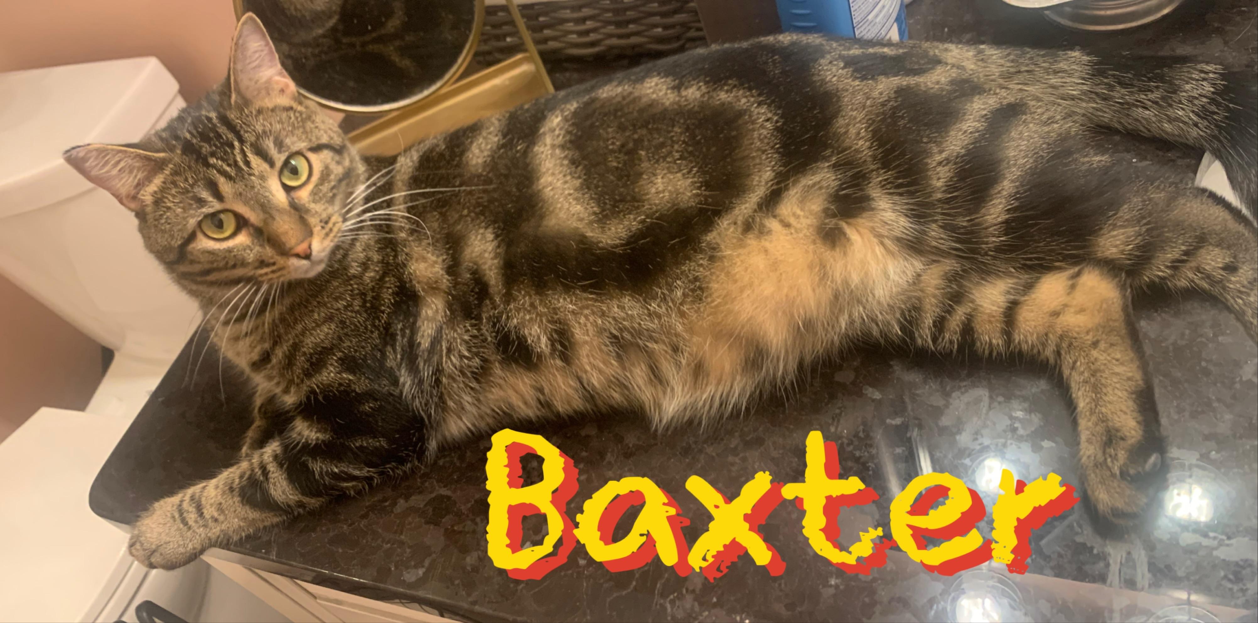 Enlarge Baxter, a Adoptable mixed breed in Morganton, NC image 1/6