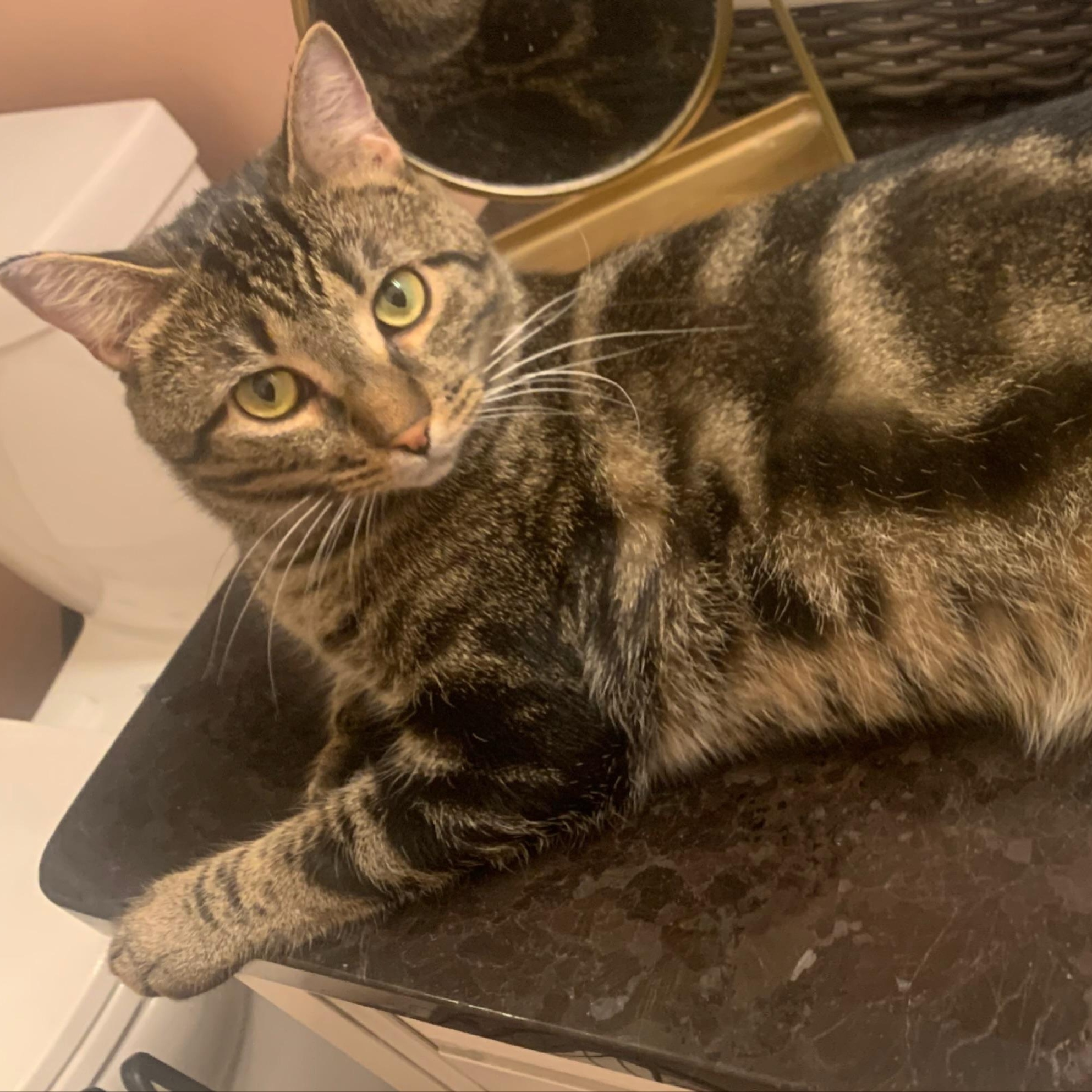 Enlarge Baxter, a Adoptable mixed breed in Morganton, NC image 2/6