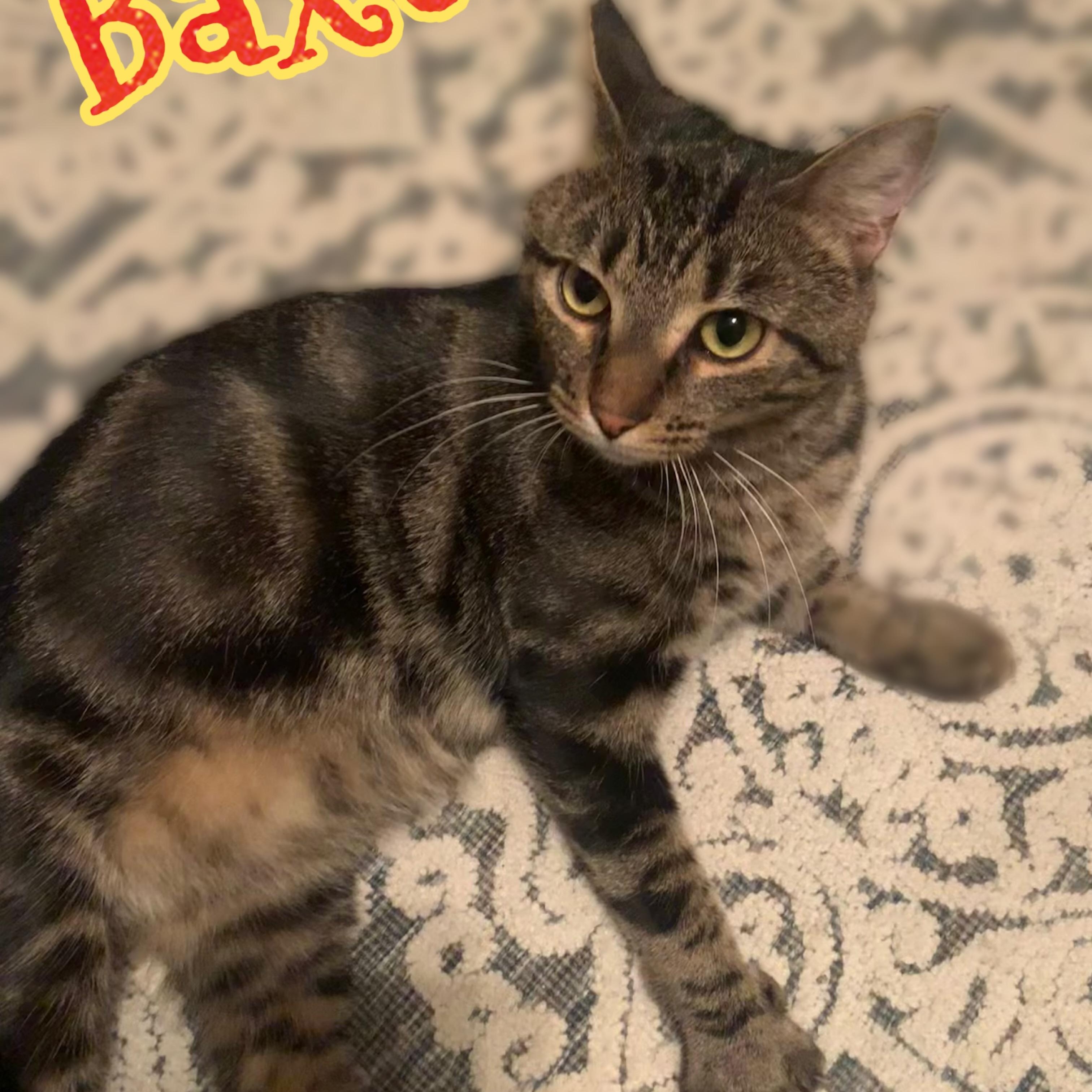 Enlarge Baxter, a Adoptable mixed breed in Morganton, NC image 3/6