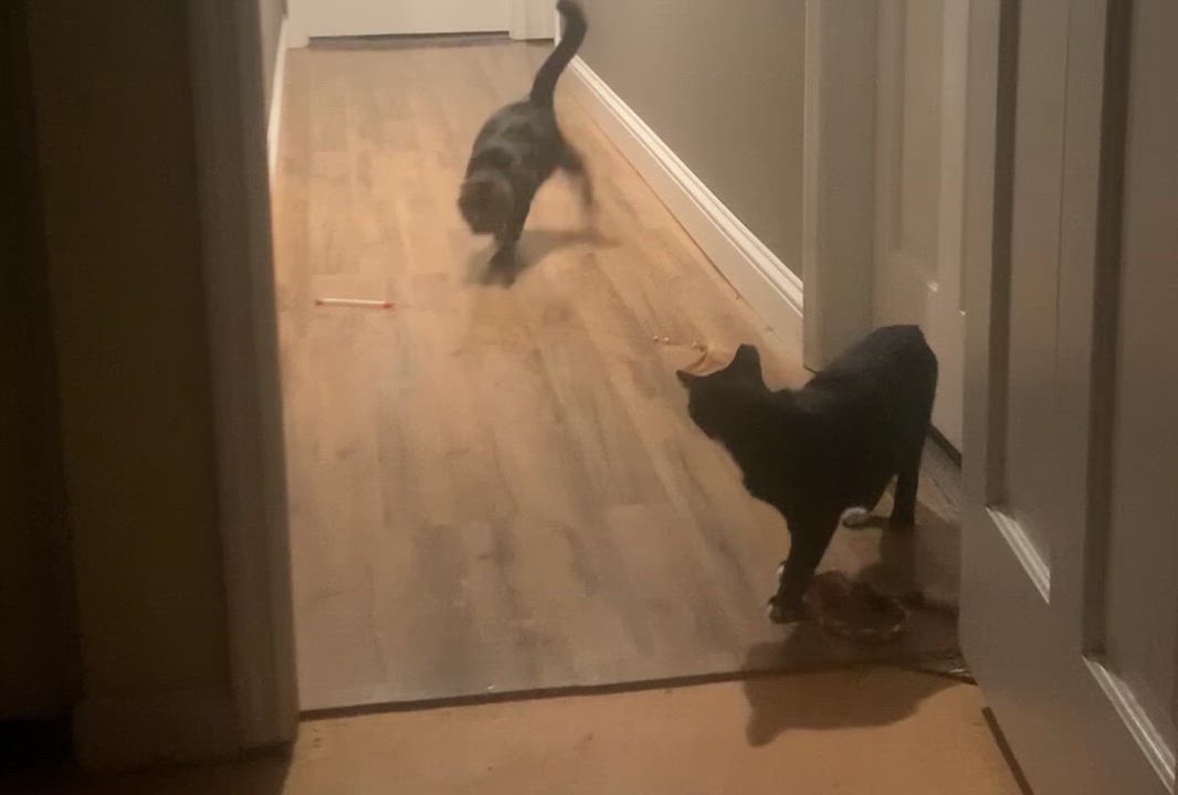 Enlarge Baxter, a Adoptable mixed breed in Morganton, NC video 5/6