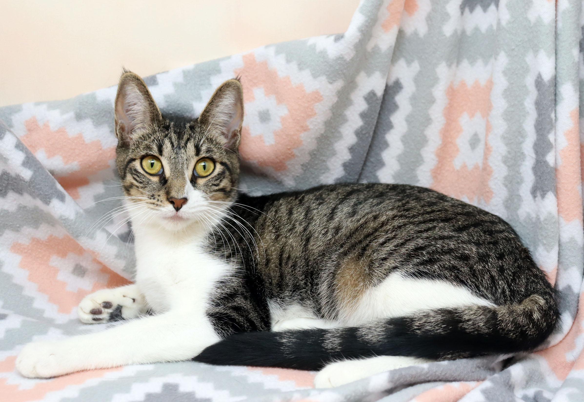 Enlarge Zali, a ADOPTABLE Domestic Short Hair in Tierra Verde, FL image 2/3