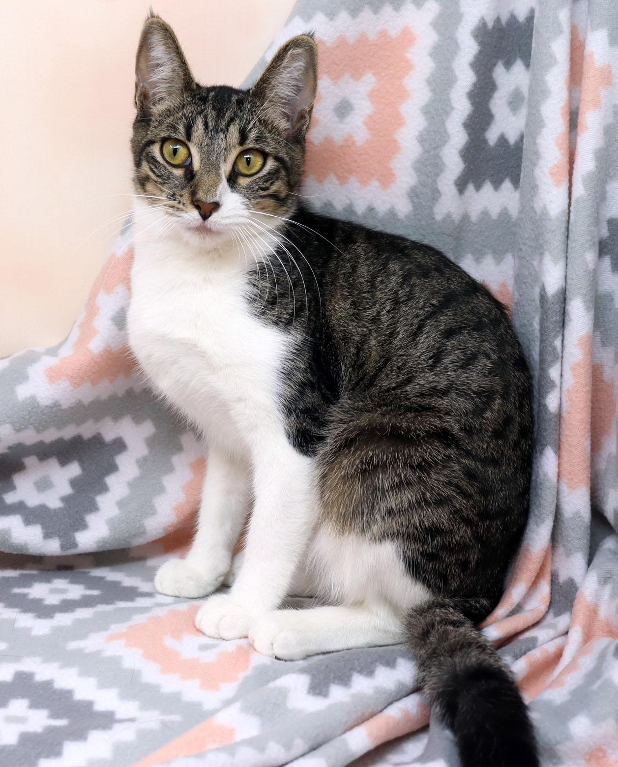 Enlarge Zali, a ADOPTABLE Domestic Short Hair in Tierra Verde, FL image 3/3