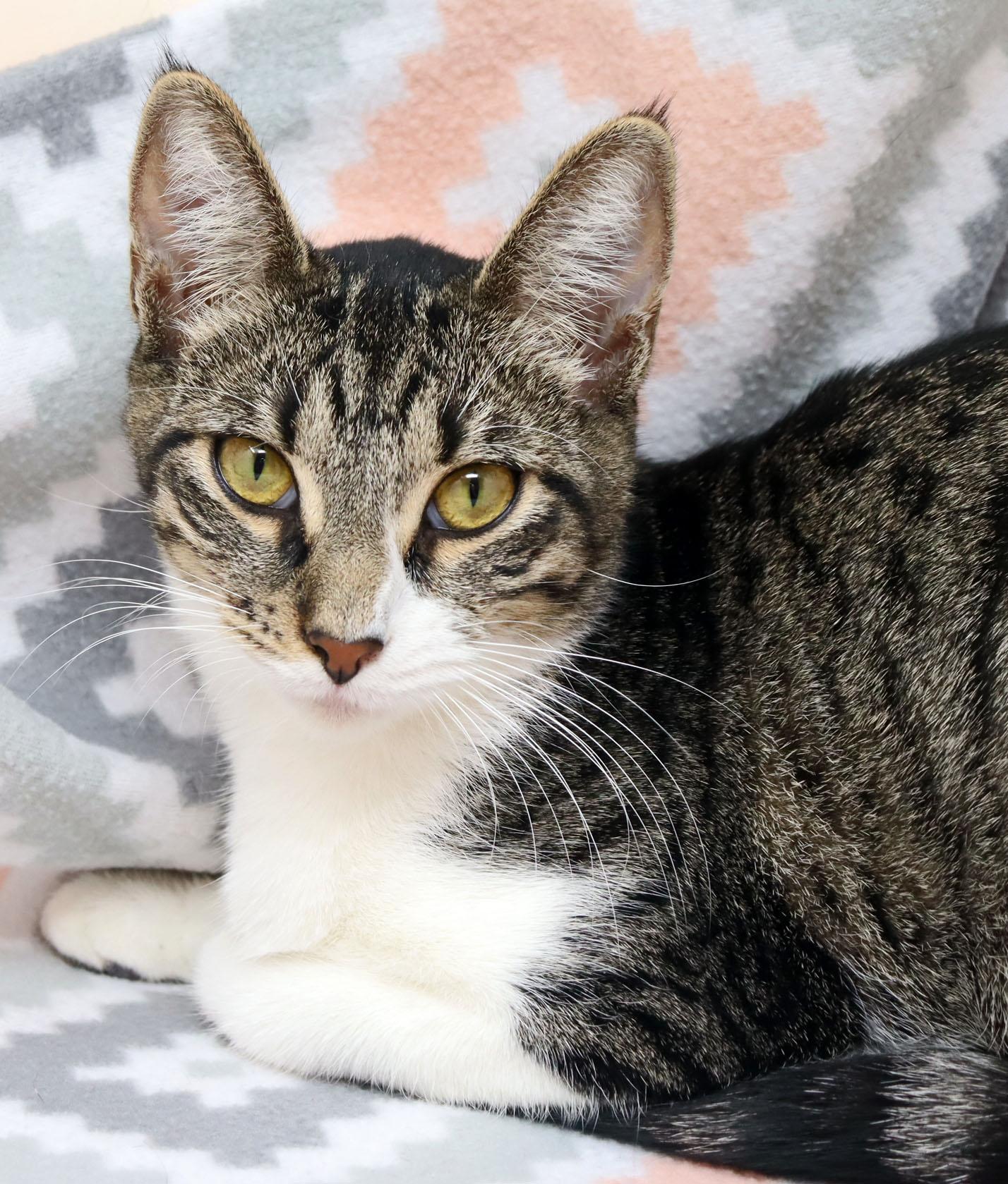Zali, ADOPTABLE, Young Female Domestic Short Hair.